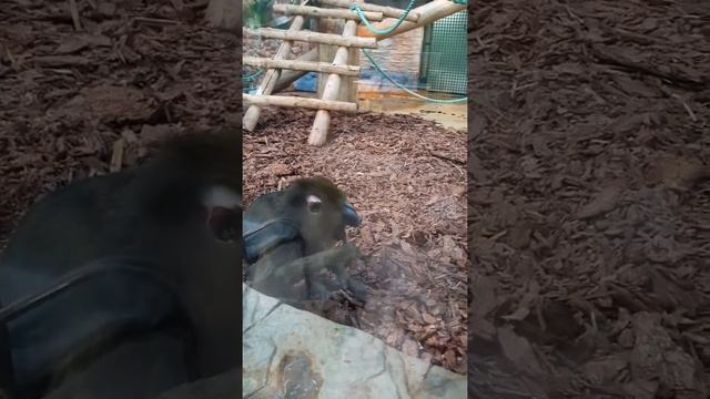 Зоопарк. Калининград. Обезьянник. смотреть онлайн