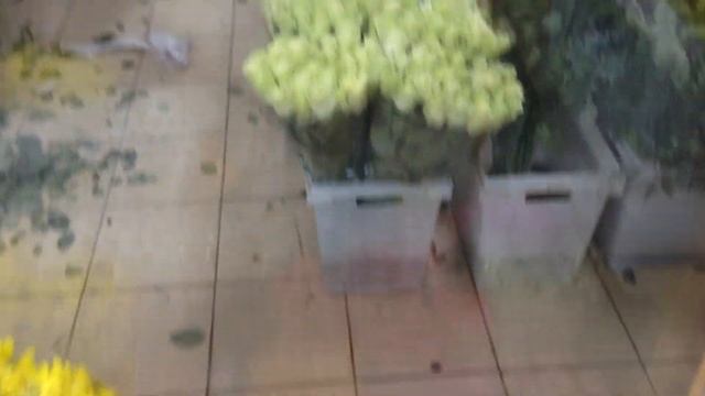 Ассортимент цветов | DARIROZA смотреть онлайн