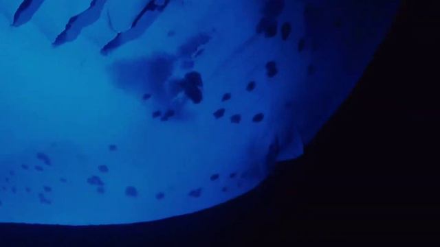 Swimming with Manta Rays | Big Island смотреть онлайн