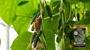 Огурцы сорта Изумрудная россыпь