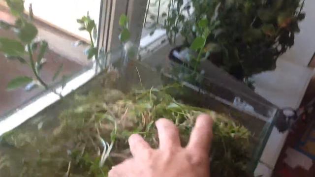 растения аквариумные смотреть онлайн