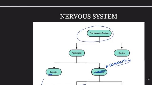 Memory, Neurons, Actions Potentials - MCAT Testing Trends смотреть онлайн