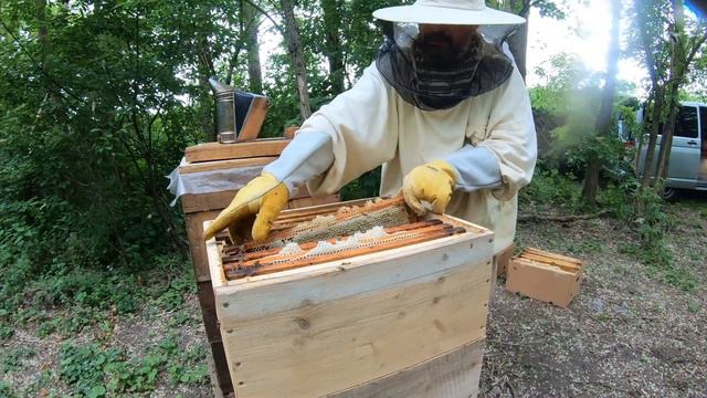 Akazien Honig ernten/мед с акации /Harvest acacia honey /Cosecha de miel de acacia смотреть онлайн
