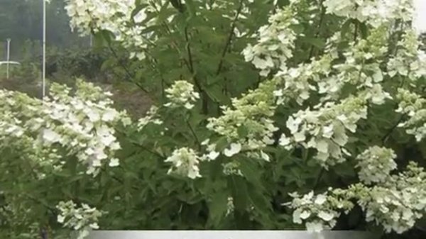 Hydrangea paniculata Tardiva
