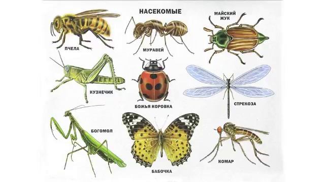 Синантропные насекомые (рассказывает энтомолог Волдемарс Спундис) смотреть онлайн