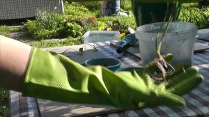 Продолжаю выращивать лотос из семян/ Пересадка в бассейн/ Часть 2/6