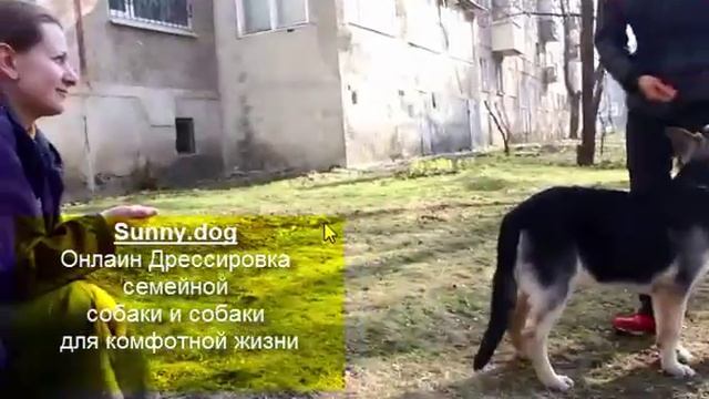 отучение щенка брать еду у чужих. как научить щенка не брать еду у людей смотреть онлайн