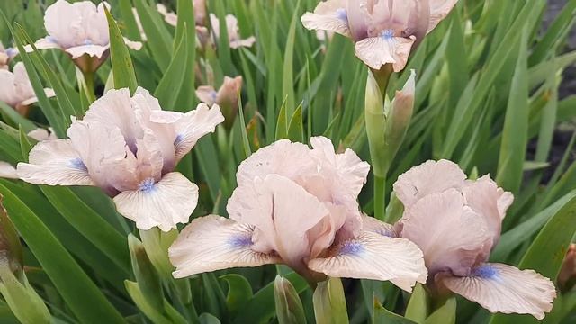 Ирис карликовый Chanted смотреть онлайн