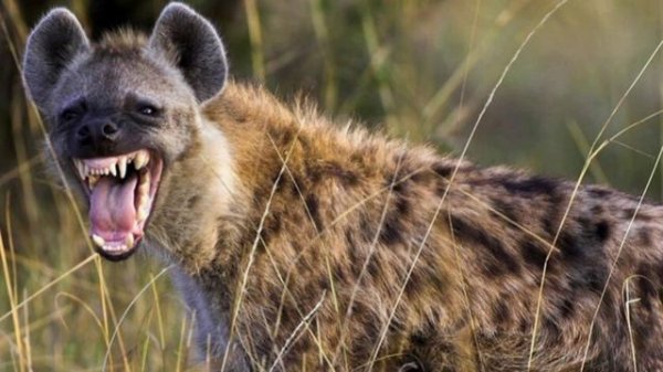 Смех  гиены/Звуки гиен.