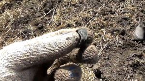 Поиск монет на поле вдоль оврагов с XP Deus!