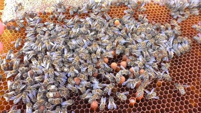 Вот что выросло на пчелиных рамках.