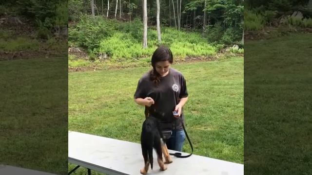 Смешные собаки и щенки | Топ-подборка видео приколов про собак смотреть онлайн