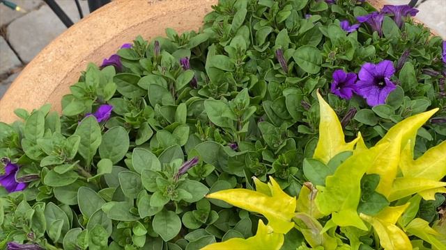Full Maine Cottage Garden Tour | June 2022 // BirchSalt смотреть онлайн