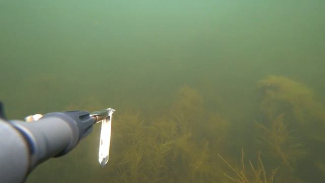 подводная охота. маныч веселовское водохранилище. пеленгас варвар 70 закачка 33кг смотреть онлайн