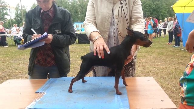 Выставка 2014 цвергпинчеры смотреть онлайн