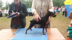 Выставка 2014 цвергпинчеры