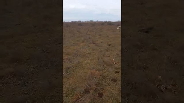 первый зимний окот в поле смотреть онлайн