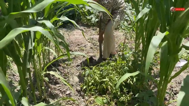 Узбекистан! Как зарабатывают женщины В КИШЛАКЕ! ПУХОВЫЕ ПЛАТКИ! Самса В ТАНДЫРЕ! ПЛОВ! Village life смотреть онлайн