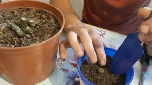 Как Сохранить Бегонию клубневую на зиму Отлично зимует до весны.mp4