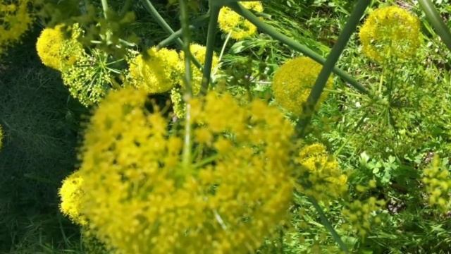 ДАРОМАДЛИ КАВРАК ЎСИМЛИГИ ВА УНИНГ САЛОМАТЛИК УЧУН ФОЙДАСИ. НИМА УЧУН КОВРАК ЖУДА ҚИММАТ???