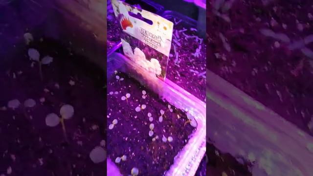 ОБЗОР РАССАДЫ 2021 Что РАДУЕТ,а к чему есть ВОПРОСЫ смотреть онлайн