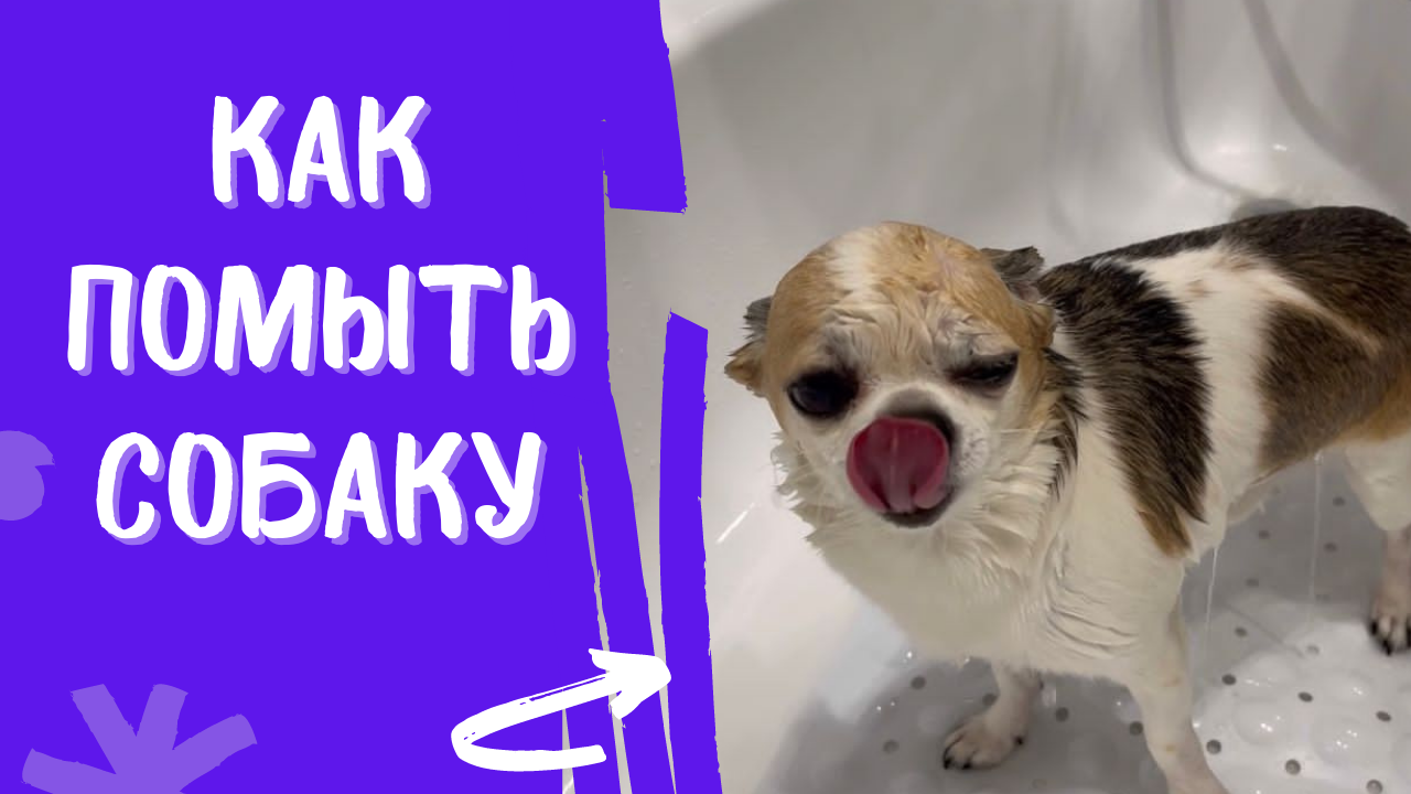 КАК И ЧЕМ МЫТЬ СОБАКУ смотреть онлайн