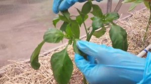 Как пасынковать перцы