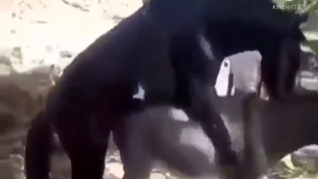 Horse vs donkey mating , horse breeding, donkey mating animal meeting смотреть онлайн