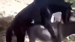 Horse vs donkey mating , horse breeding, donkey mating animal meeting