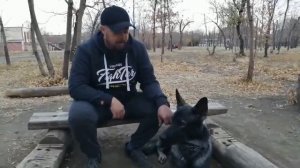 выбор щенка, путь домой