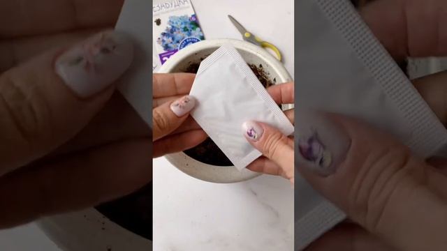 Как думаете вырастут дома в горшке? Цветки планирую заливать эпоксидкой? #незабудки #семена #цветы смотреть онлайн