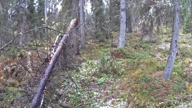 Осенняя рыбалка. Один в глухой тайге. Хариус. Бешеный клёв. Ловля на спиннинг. Таёжный быт. Часть 2 смотреть онлайн