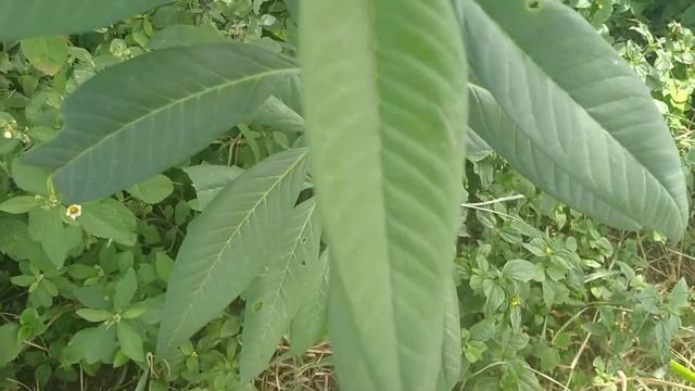 Algodãozinho-do-Campo/(Asclepias curassavica) L. [Ler Descrição смотреть онлайн