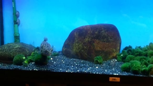 Тетрадон фахака Нильский Tetraodon Lineatus Fahaka Puffer Tetradon