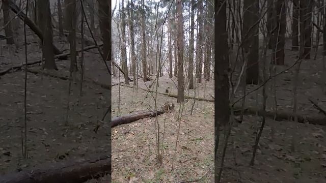 Где гулять с собакой Когда гулять с собакой собака такая собака смотреть онлайн