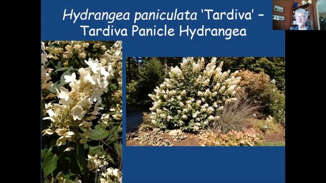 Easy To Grow Flowering Trees and Shrubs, Lunch In The Garden Webinar Series смотреть онлайн