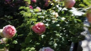 Роза Ферст леди 2019