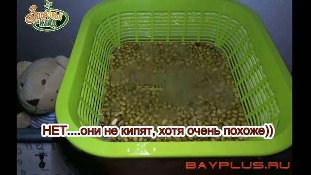 Как сделать проростки в домашних условиях смотреть онлайн