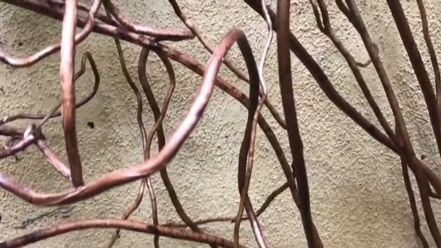 Monstera Deliciosa Root Matrix смотреть онлайн