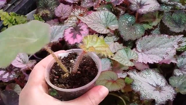 Бегония воротничковая (детка) смотреть онлайн