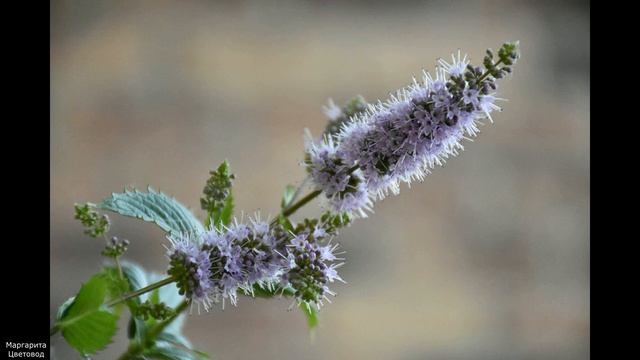 Лайфхаки для Красоты и Здоровья