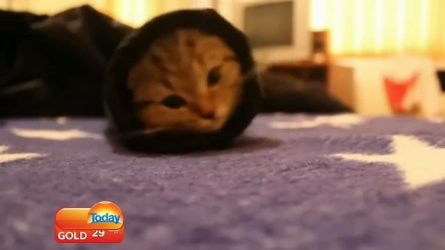 'Pussy, get out of my pants' comment has tv hosts losing it смотреть онлайн