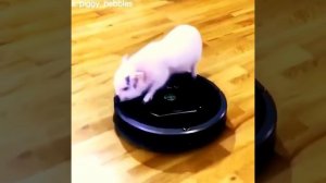 СМЕШНЫЕ ХРЮШКИ 2018 ПОДБОРКА ПРИКОЛОВ СО СВИНЬЯМИ