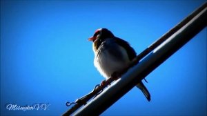 Пение щеглов