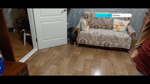 Крысята онлайн! ?? Финик, Булочка, Корочка и Ника! Крысы и собака