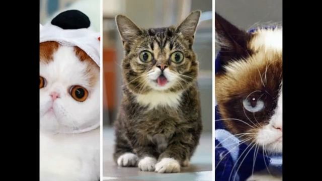 Красивые котики Часть 10 funny cats #10 смотреть онлайн
