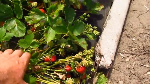 Моя Клубника (21.05.2022). Третий сбор урожая. смотреть онлайн