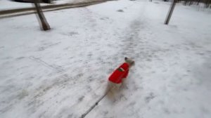 Как гулять с собакой. Показываю на своём примере с ДВУМЯ собаками