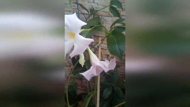 Куда деть усики!? Дипладения смотреть онлайн