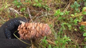 Добываем Сибирскую Шишку! Кедра и Шишка в зарослях Черничника! Заготовка Кедрового Ореха в Сибири!